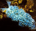 Green Frilly (Lettuce) Slug - Tridachia crispata