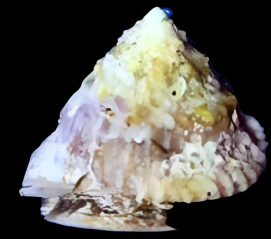 Astrea Snail; Atl - Lithopoma tectum