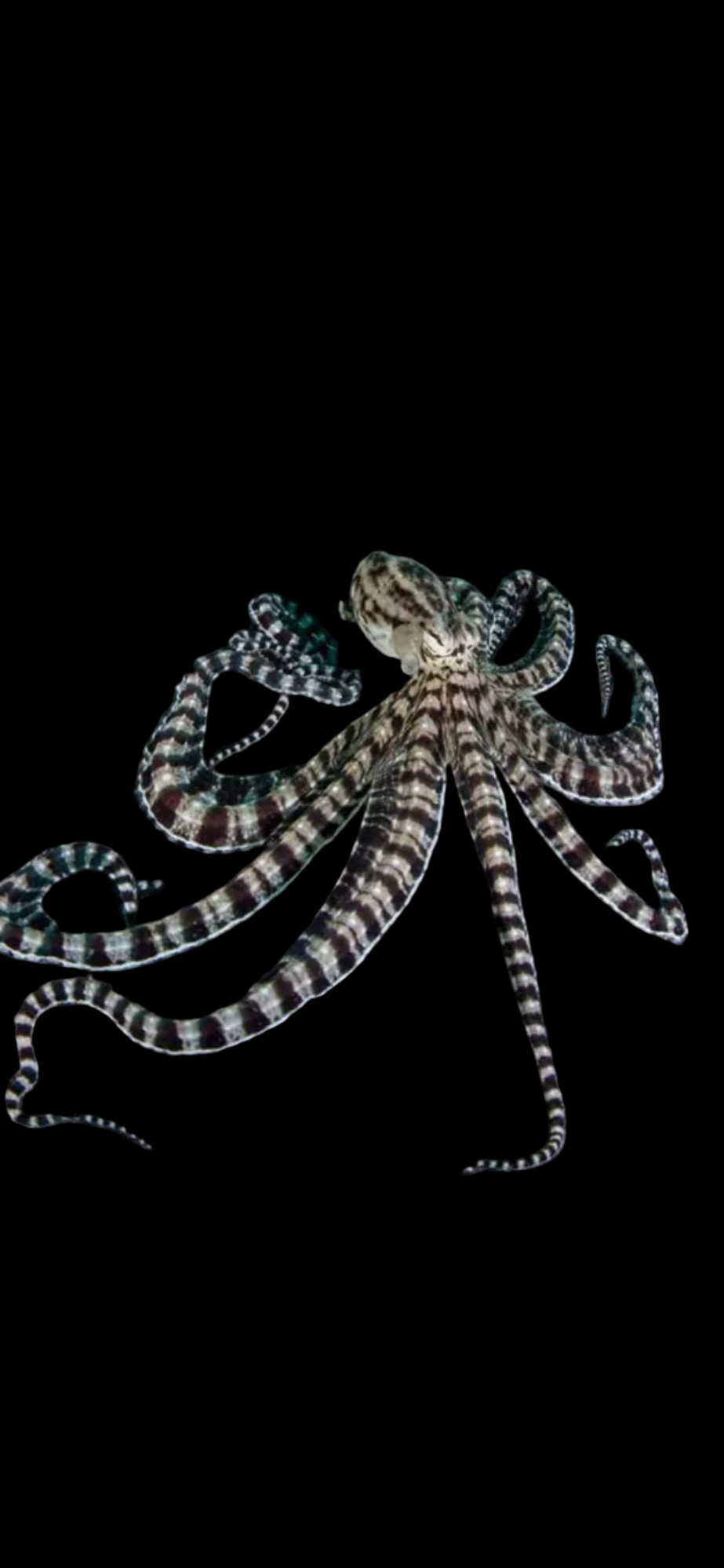 Mimic “zebra” Octopus