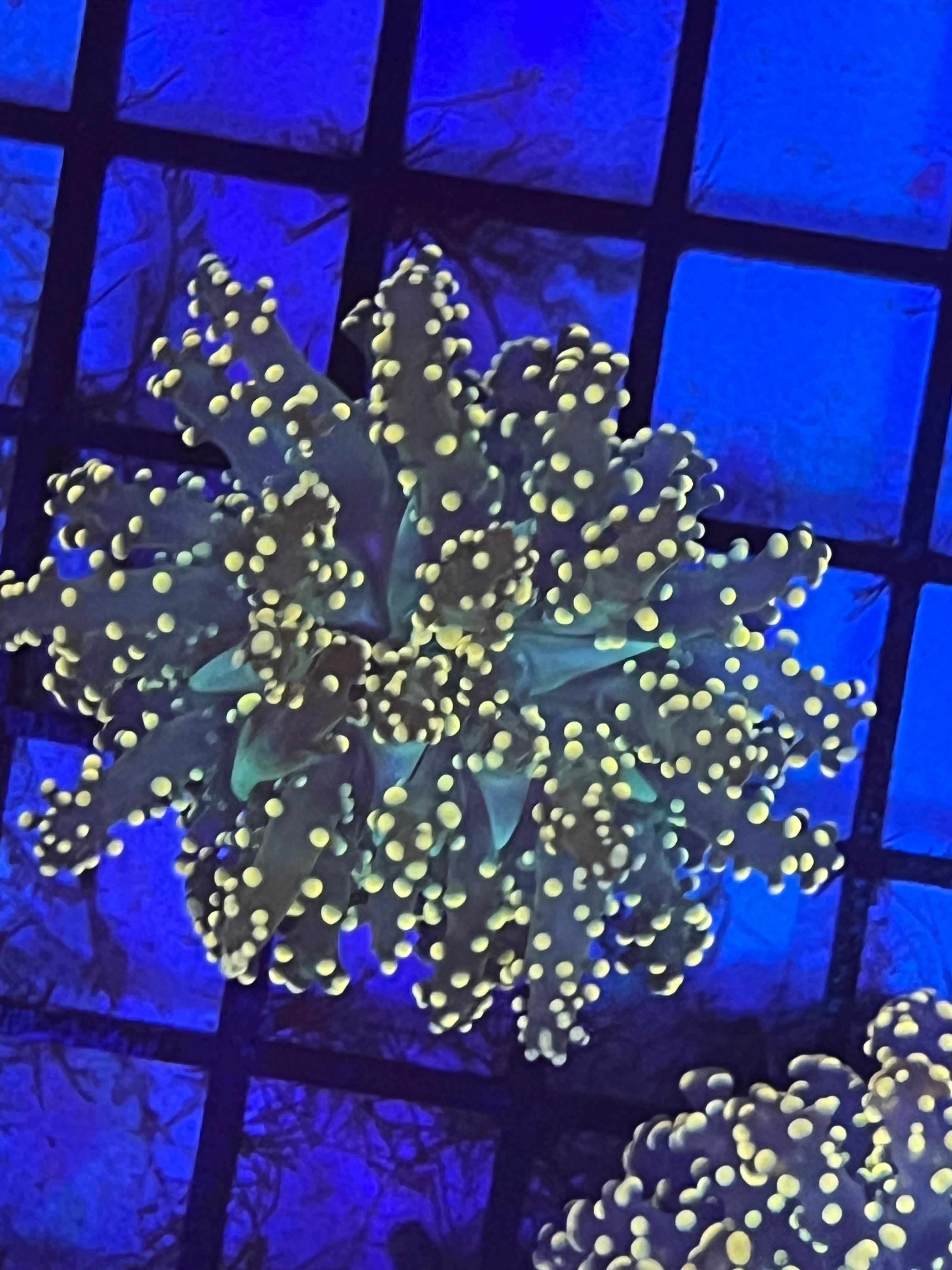 Gold Octospawn (c)