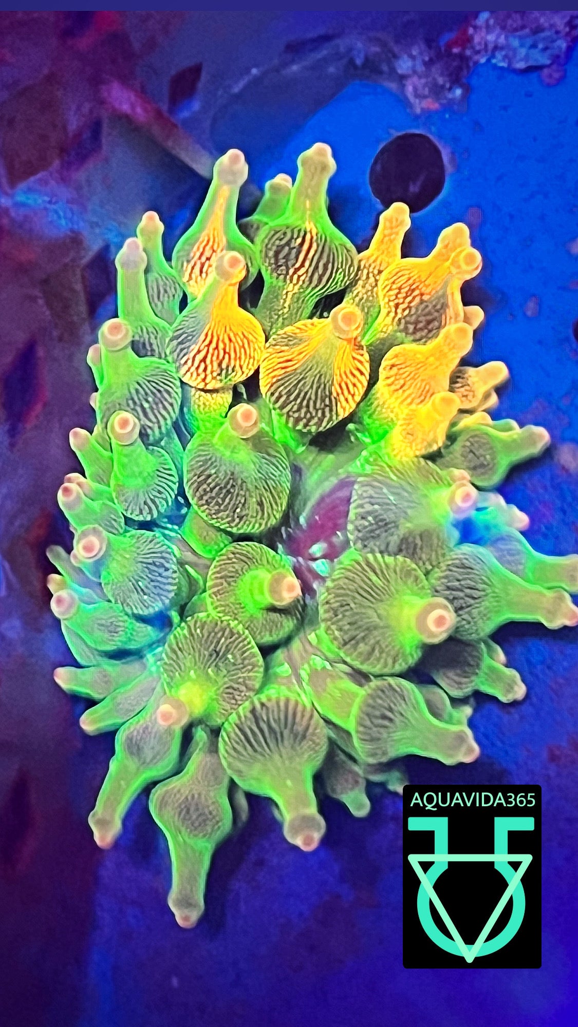 Nexus burst Anemone