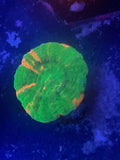 Scoly (Orange /green)
