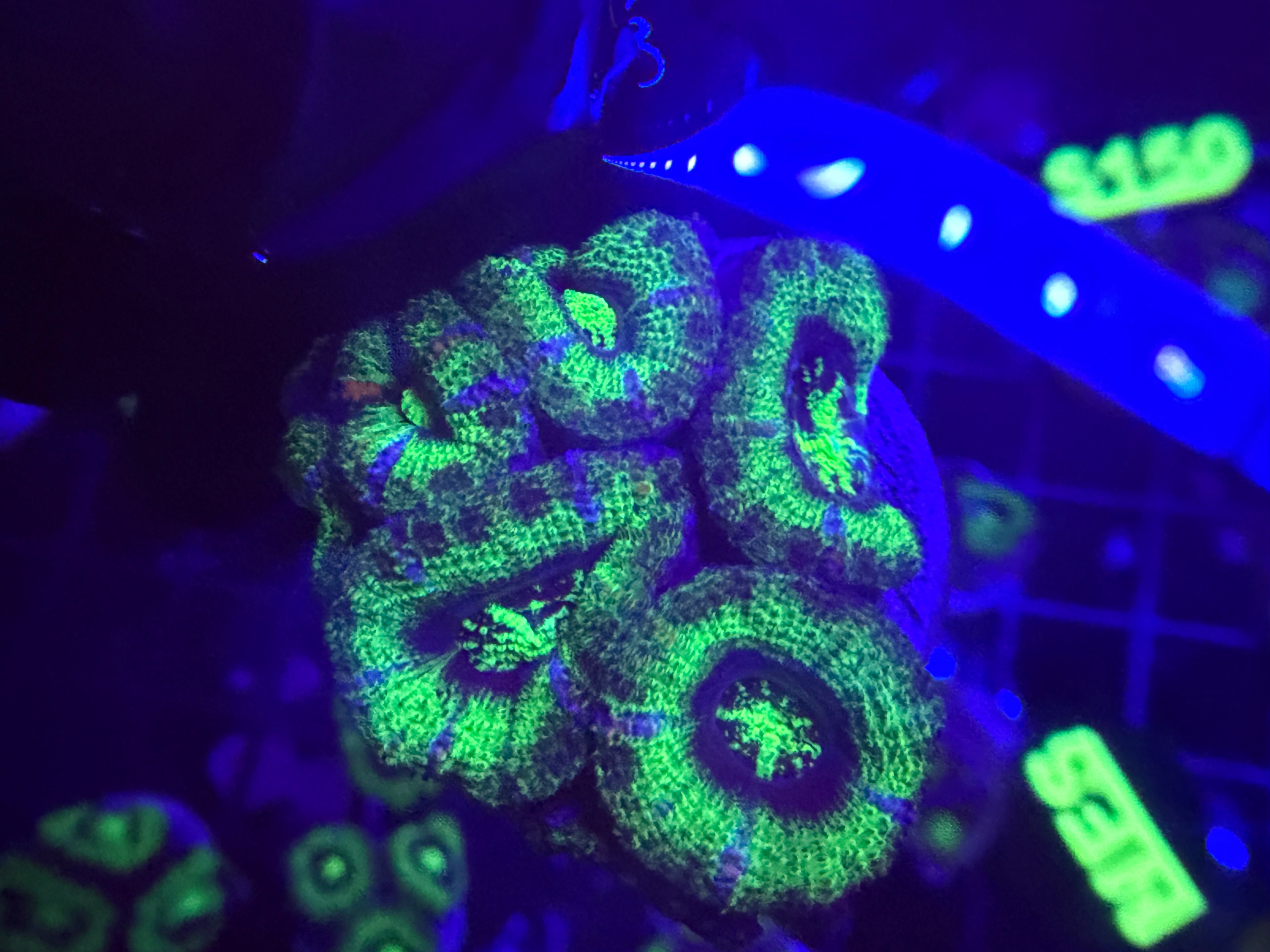 Green Acan