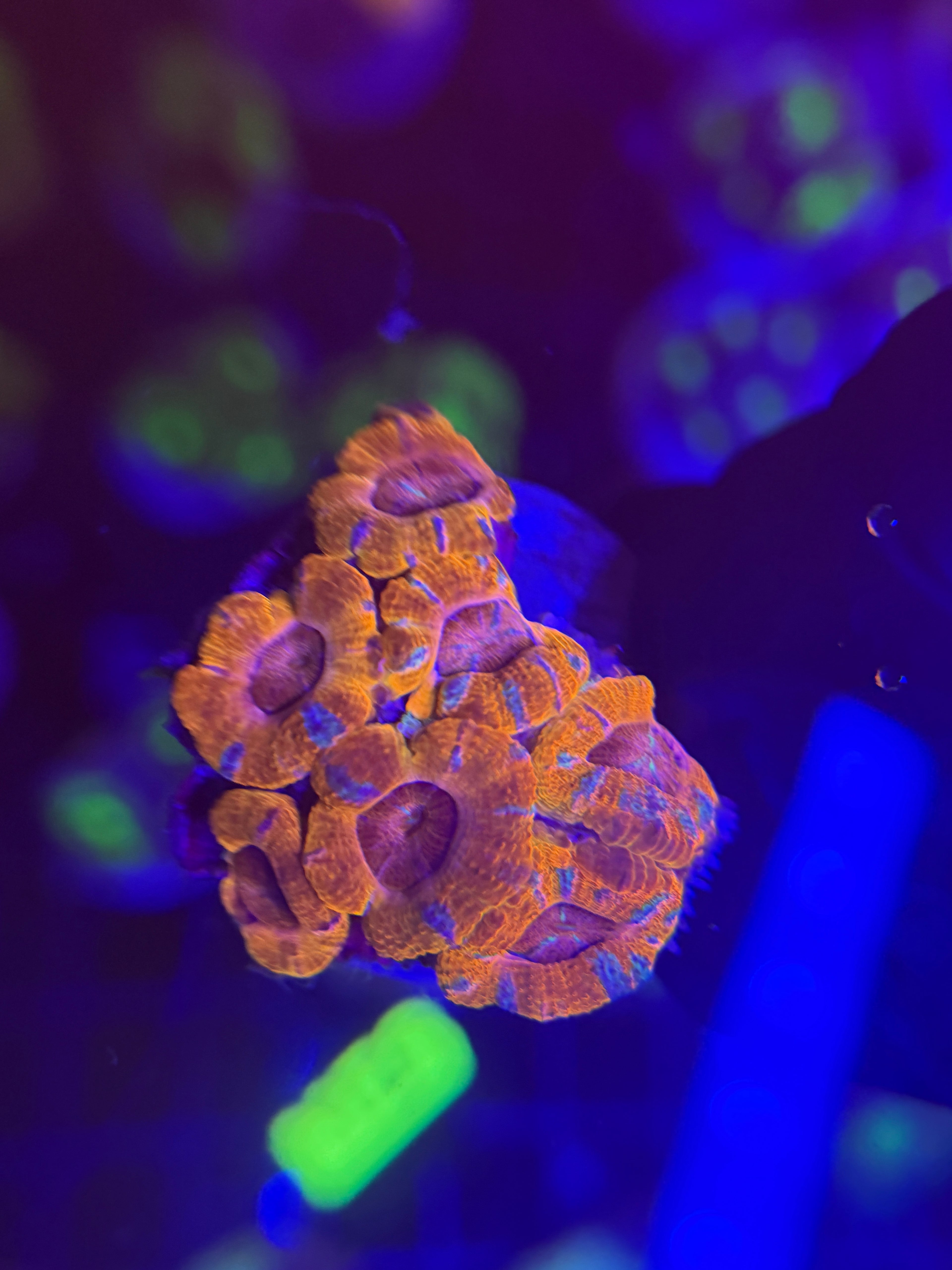 Orange Acan