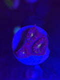 Red Acan