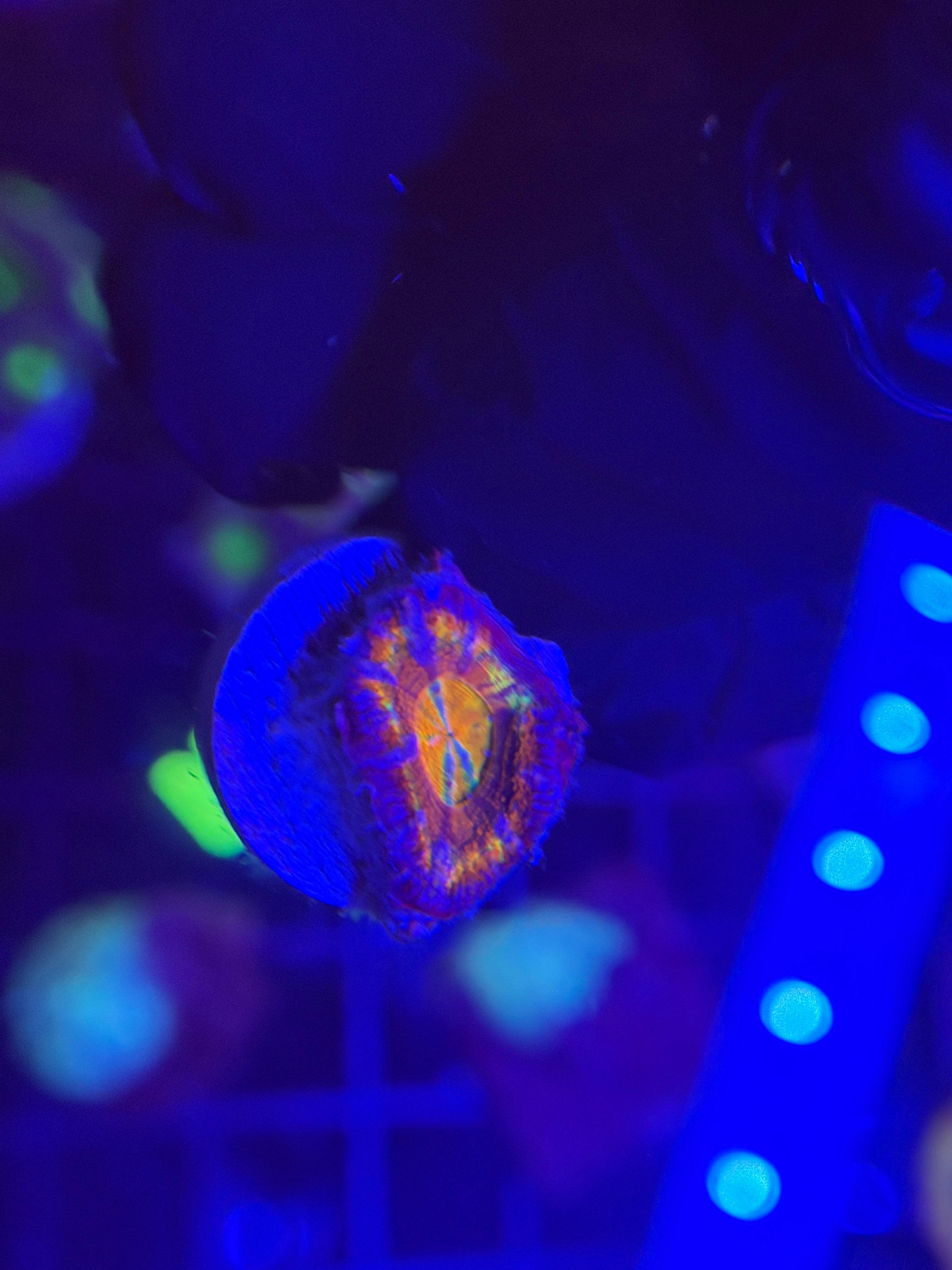 Rainbow Acan