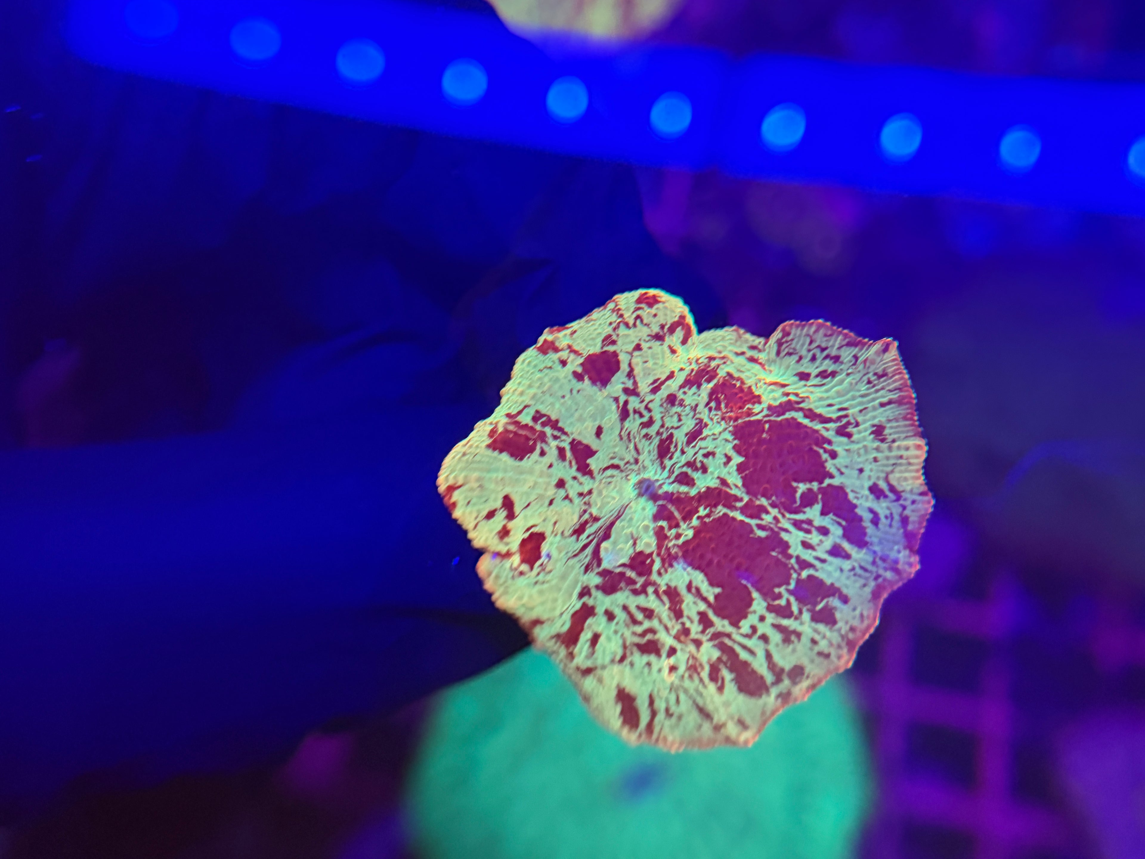 Jawbreaker Mushroom