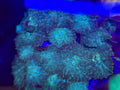 Green Rhodactis Mushroom