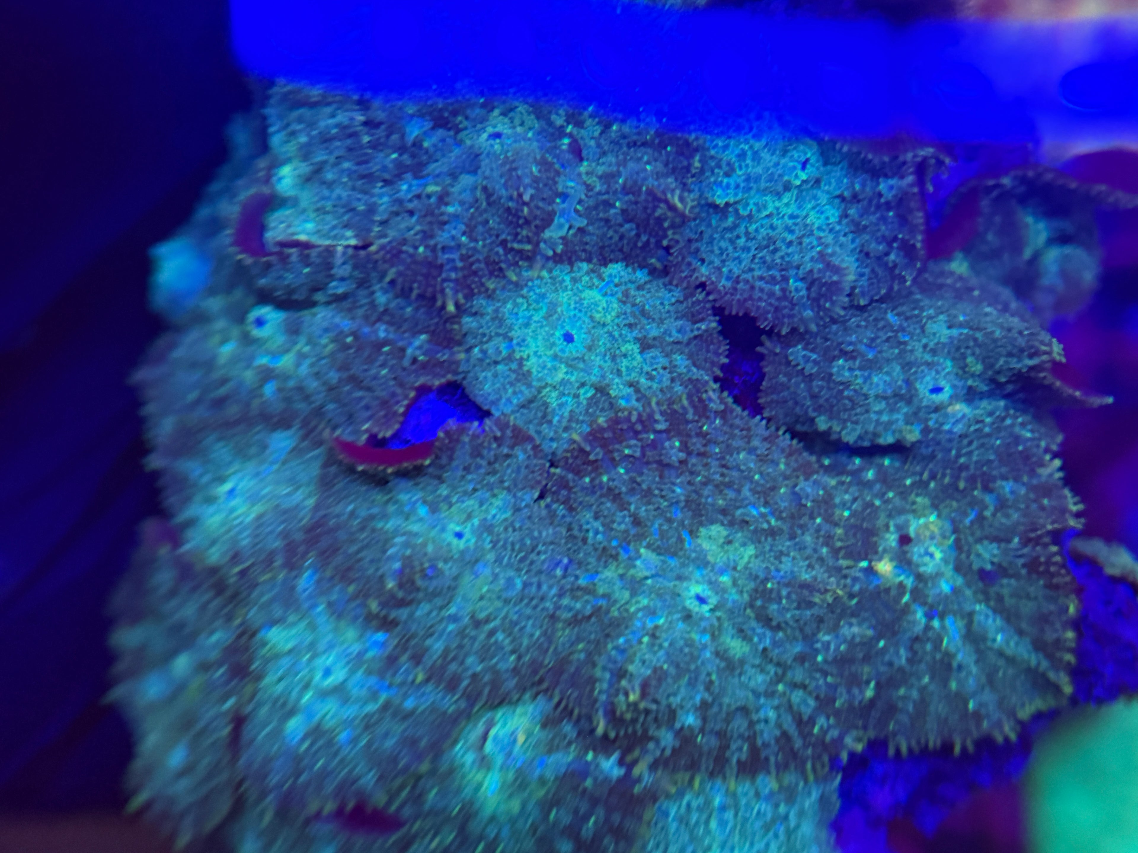 Green Rhodactis Mushroom