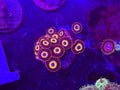 Fruit Loops Zoas