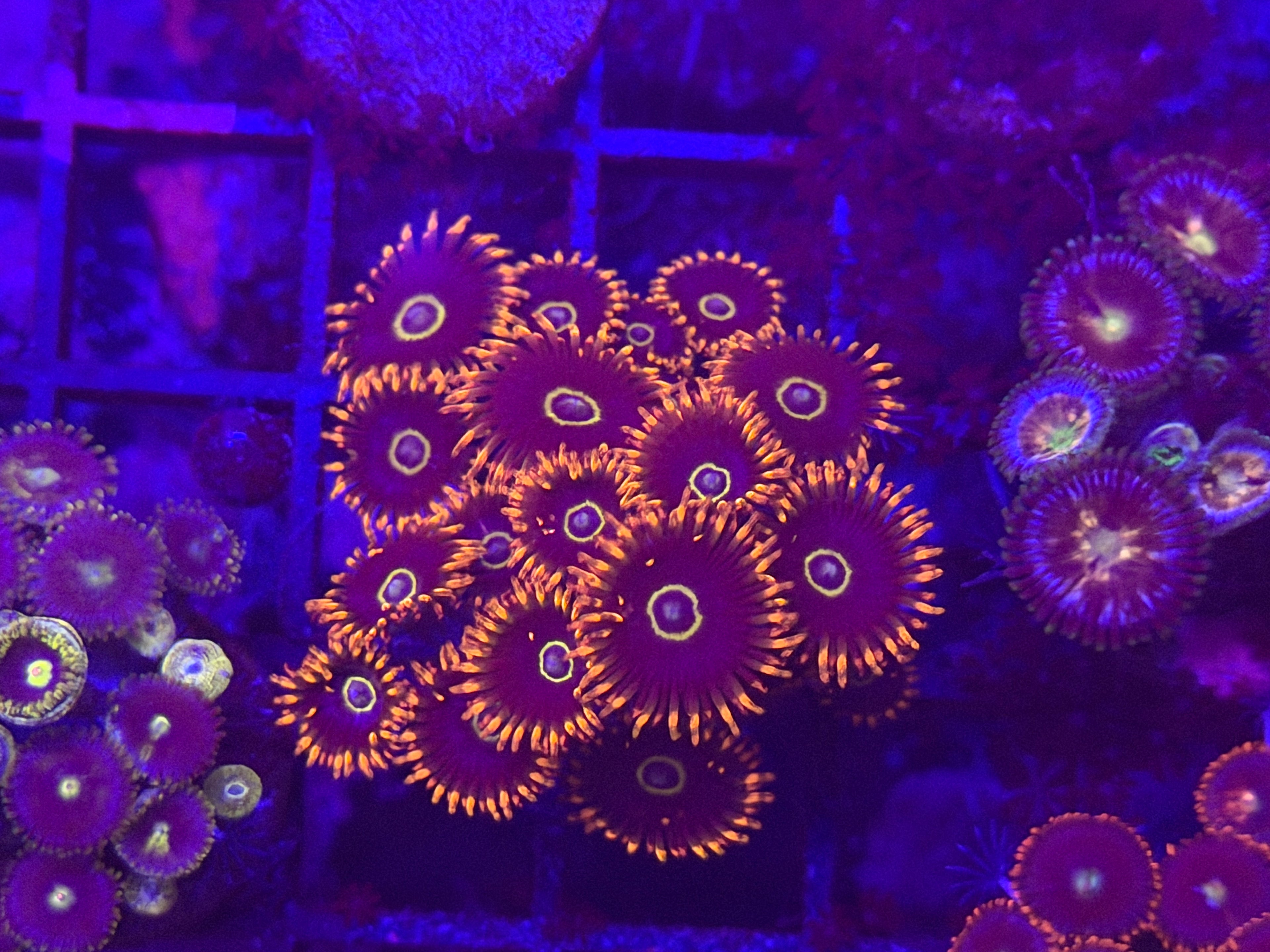 Rainbow Hornets Zoa