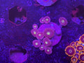Unknown Zoa