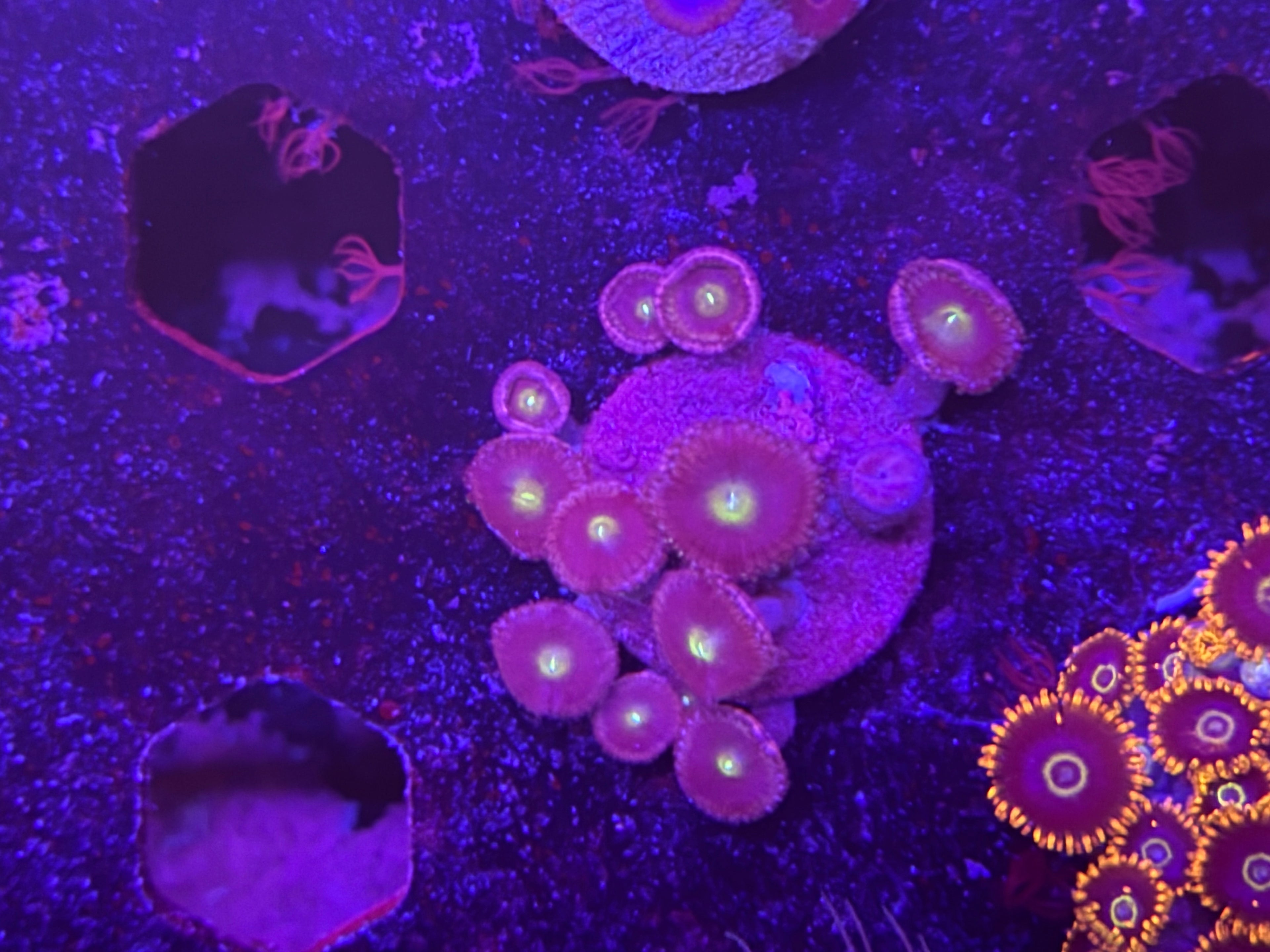 Unknown Zoa