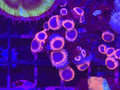 Unknown zoa