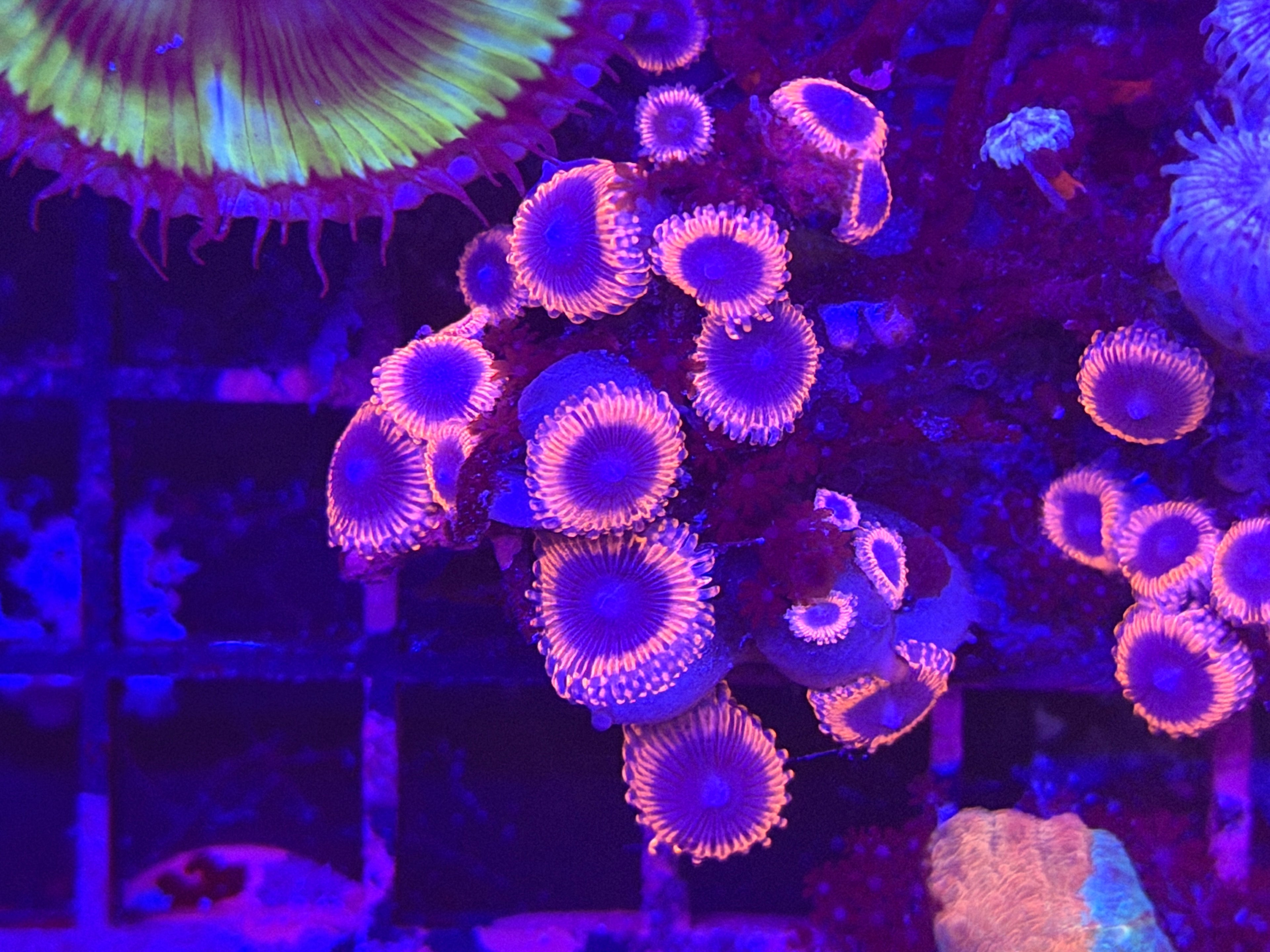 Unknown zoa
