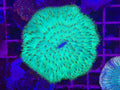 Green Fungia Plate