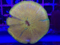 Gold/Green Fungia