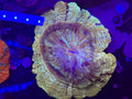 Gold Acantho