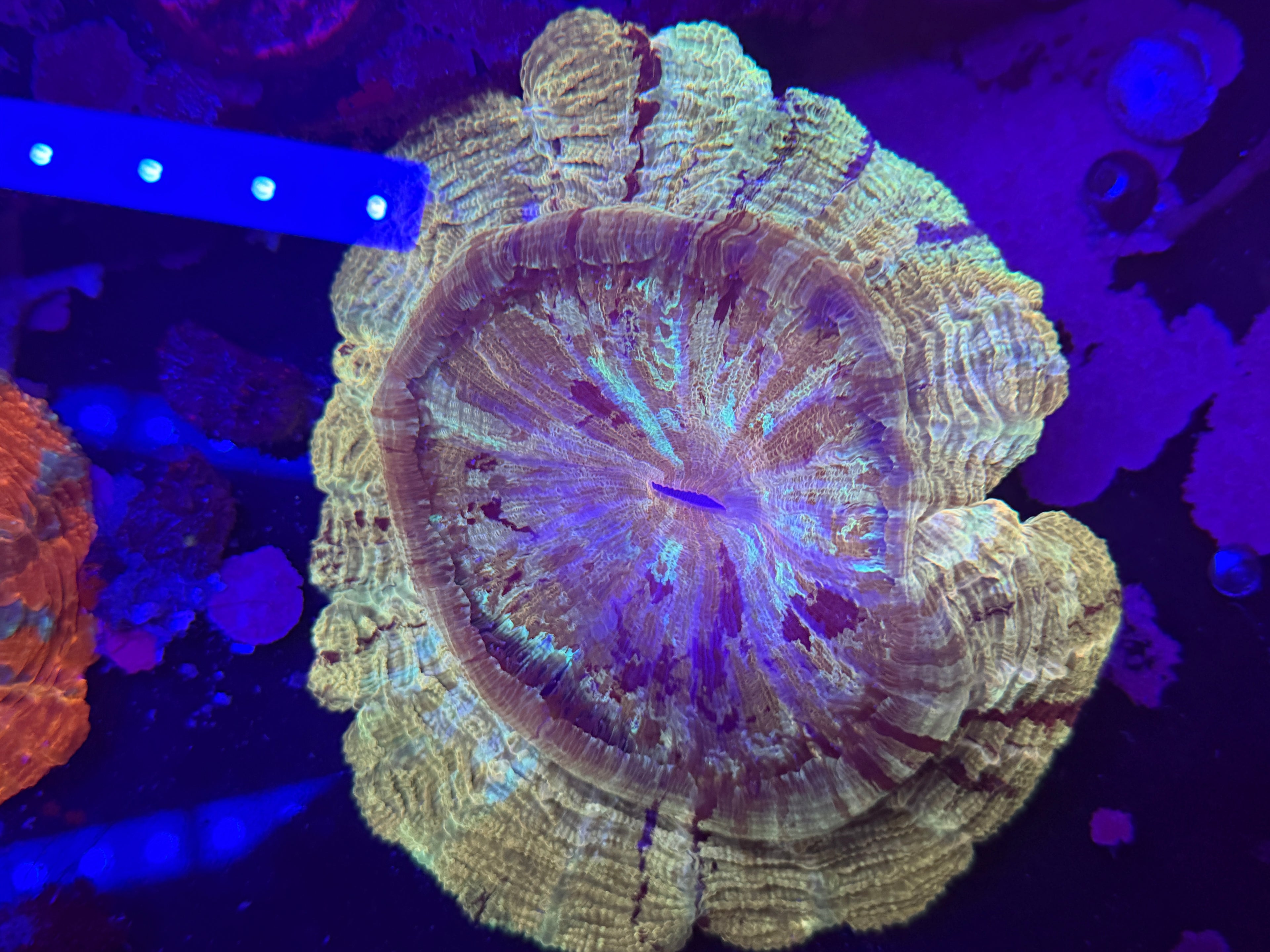 Gold Acantho