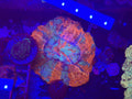 Green/Blue Acantho