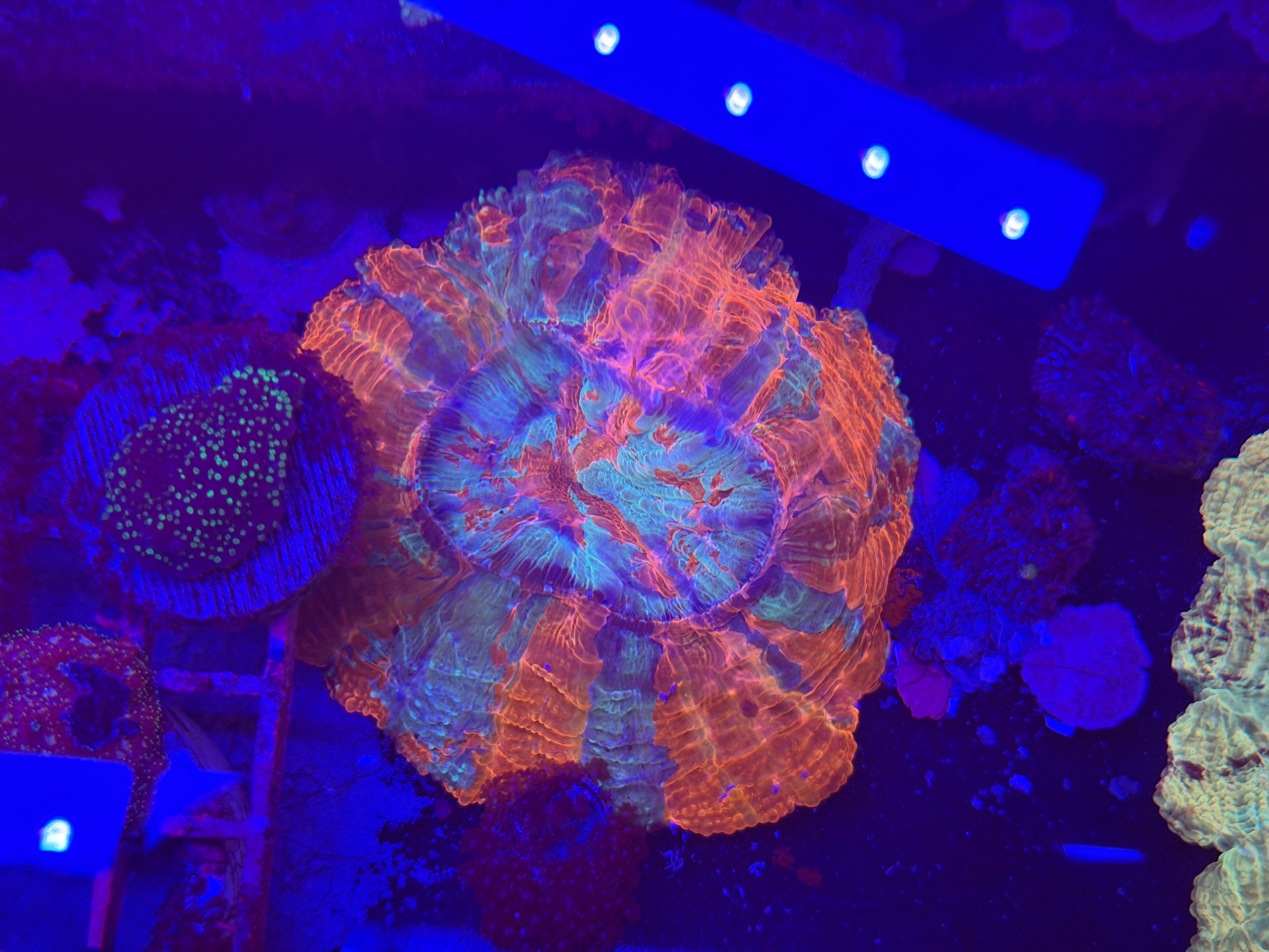 Green/Blue Acantho