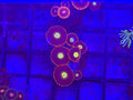 CK Venus Zoa