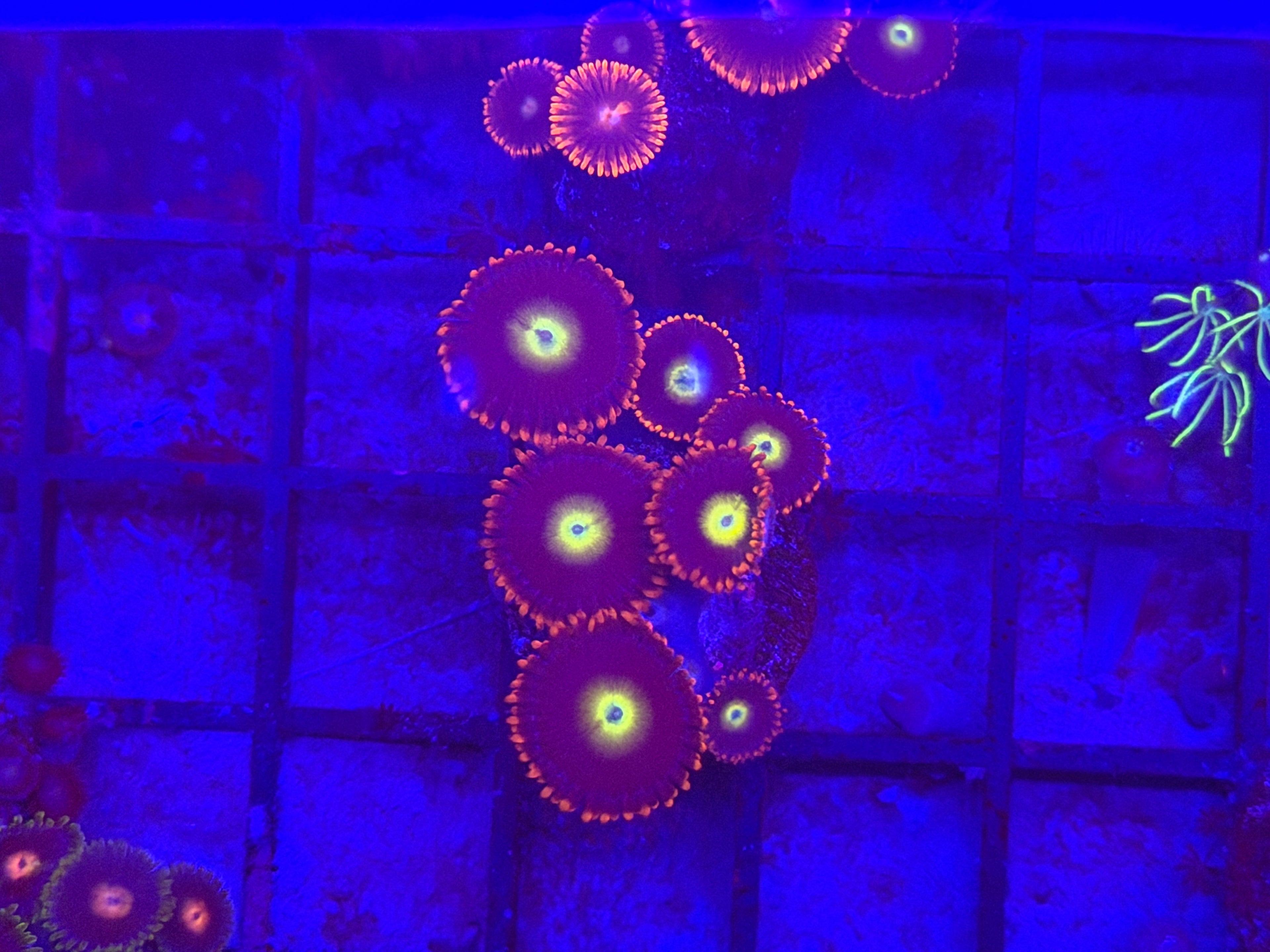 CK Venus Zoa