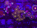 LA Lakers Zoas