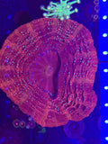 Glitter Acantho