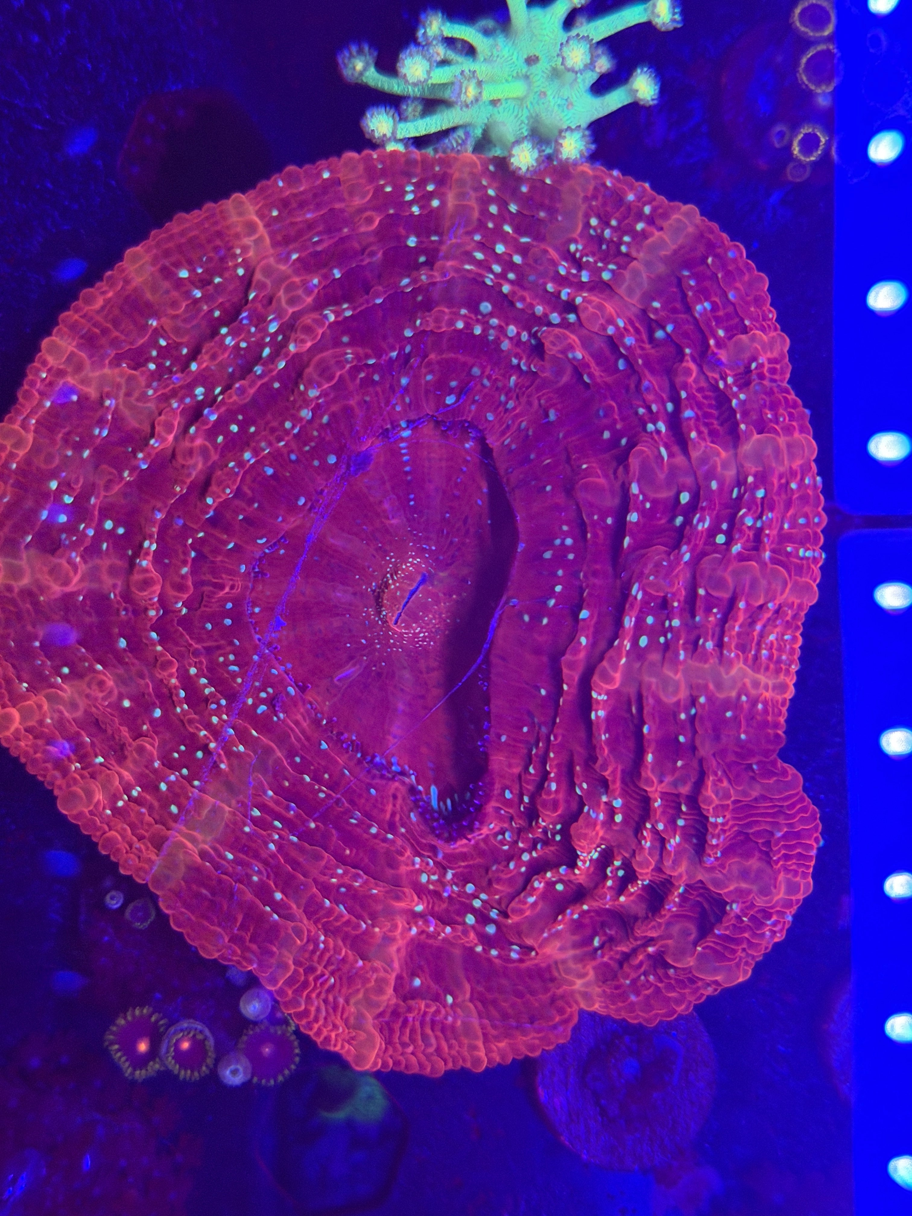 Glitter Acantho