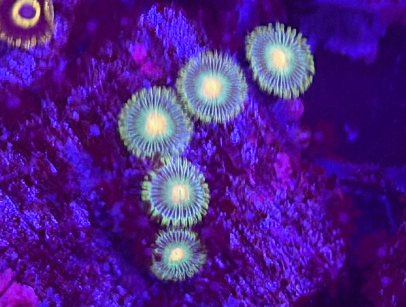 UKNOWN ZOA