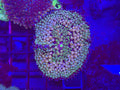 Green/ Pink Ricordia Mushroom