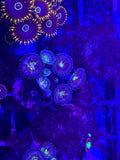 Unknown zoa