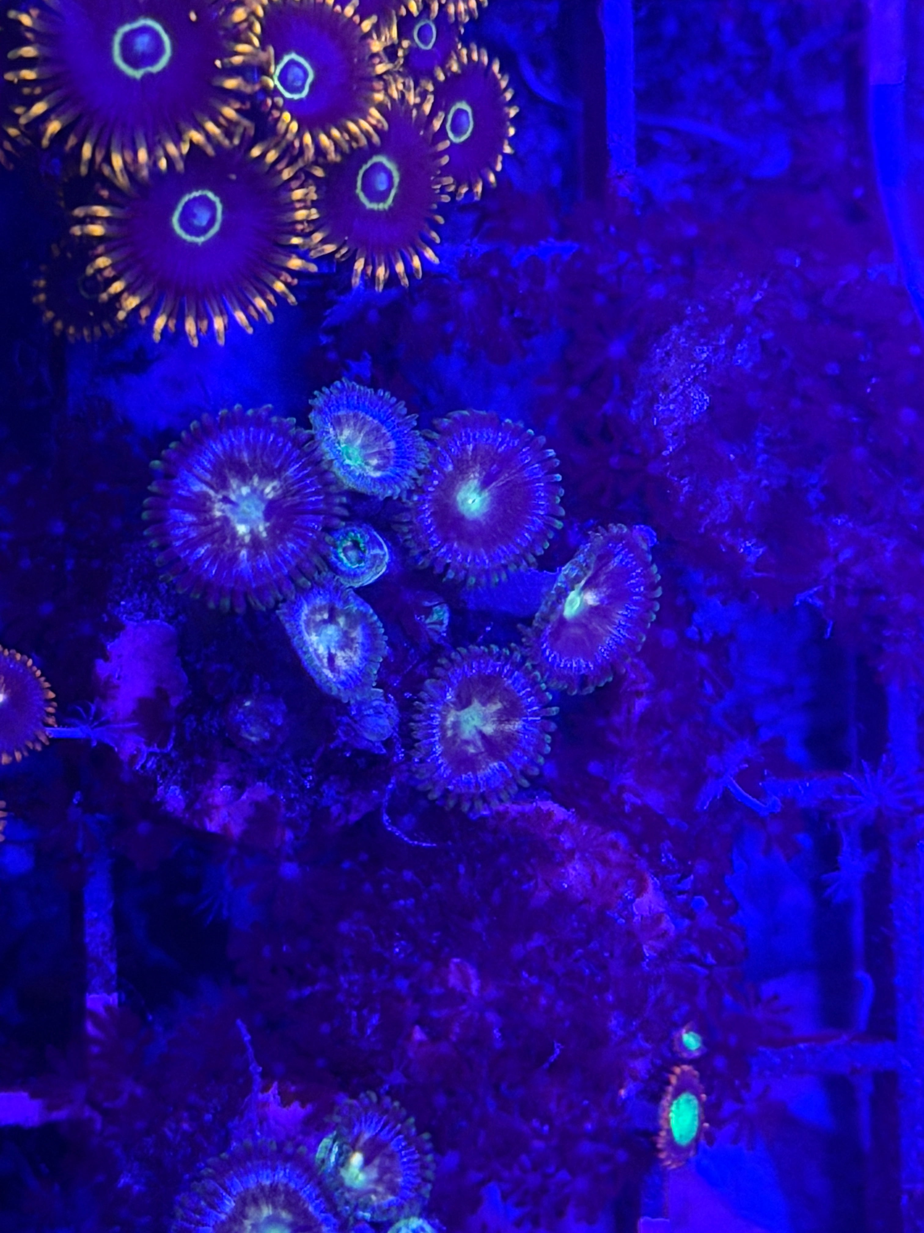 Unknown zoa