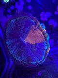 Orange/Green Acantho
