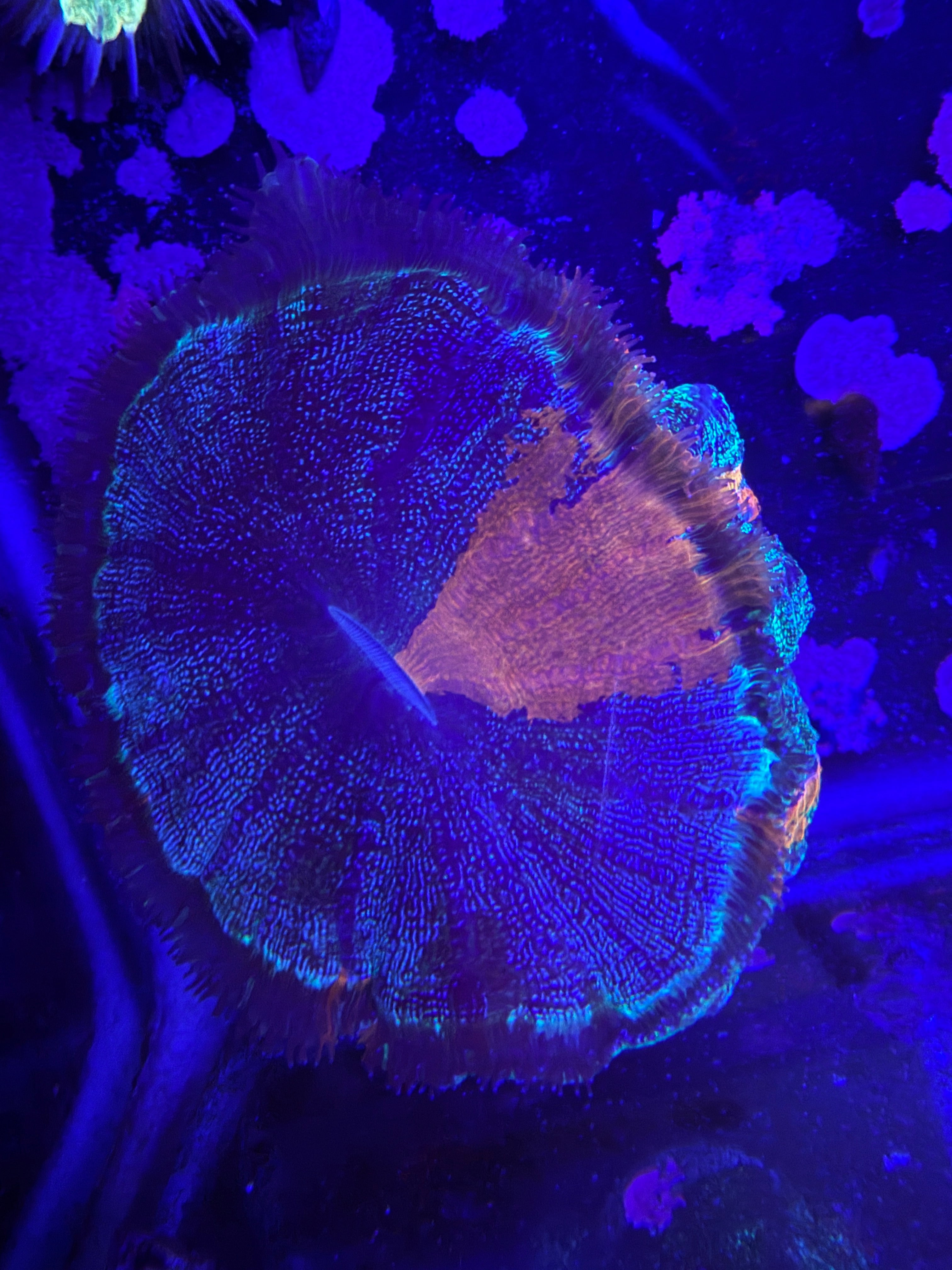 Orange/Green Acantho