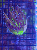 Unknown torch