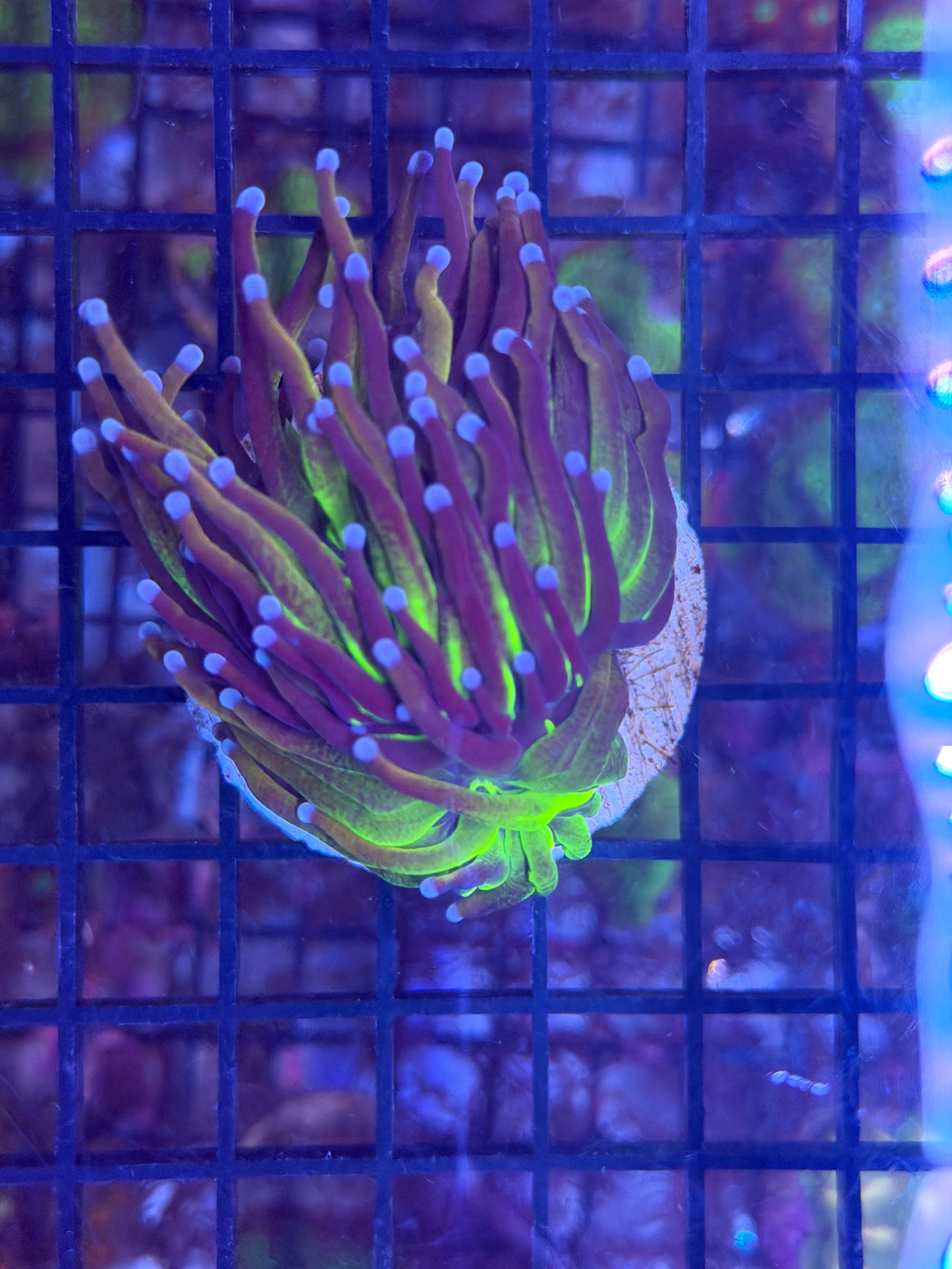 Unknown torch