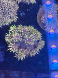 Yellow Striped Goni