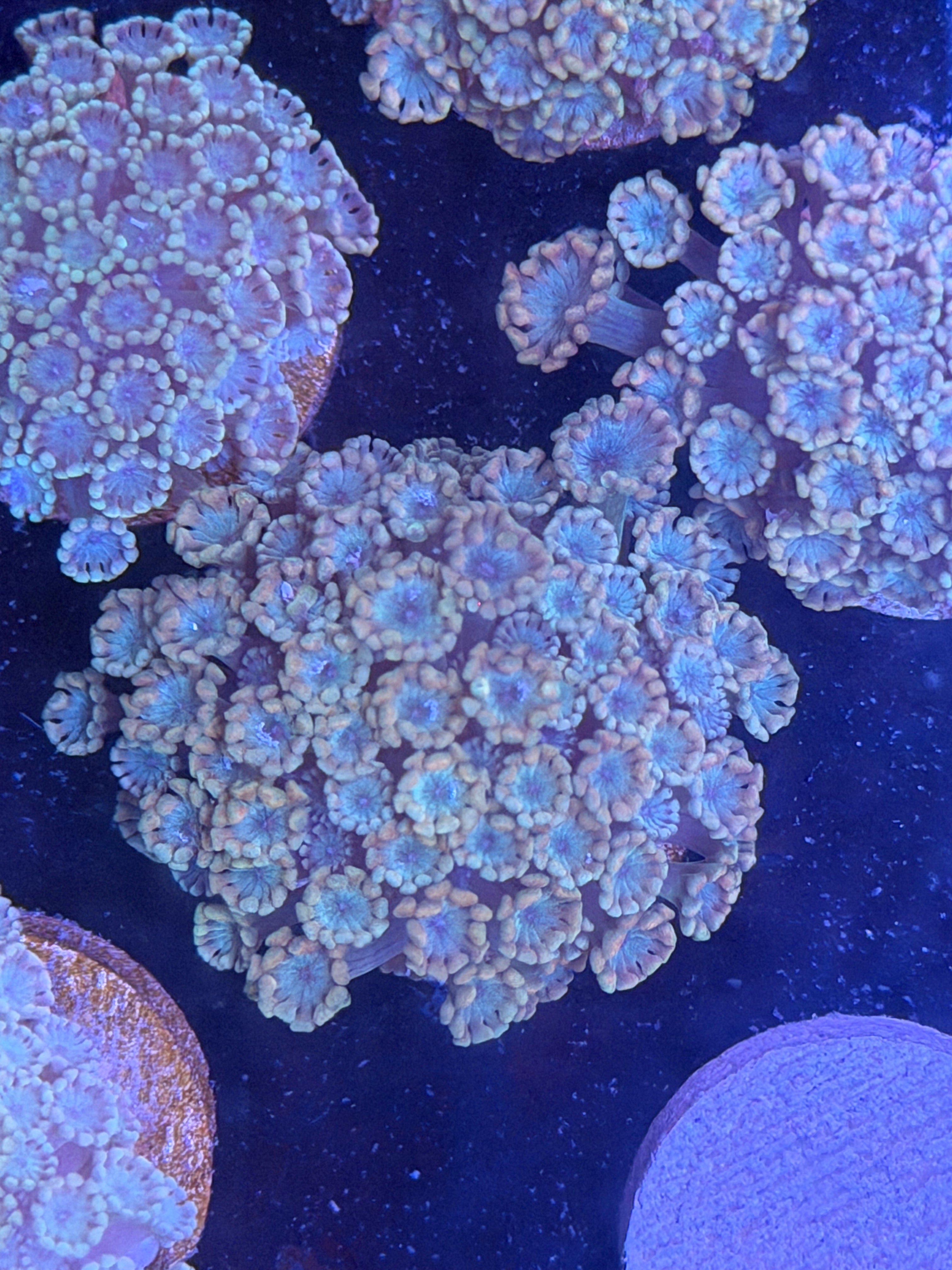 Green Alveopora