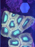 Unknown Favia