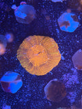 Orange Bowerbanki