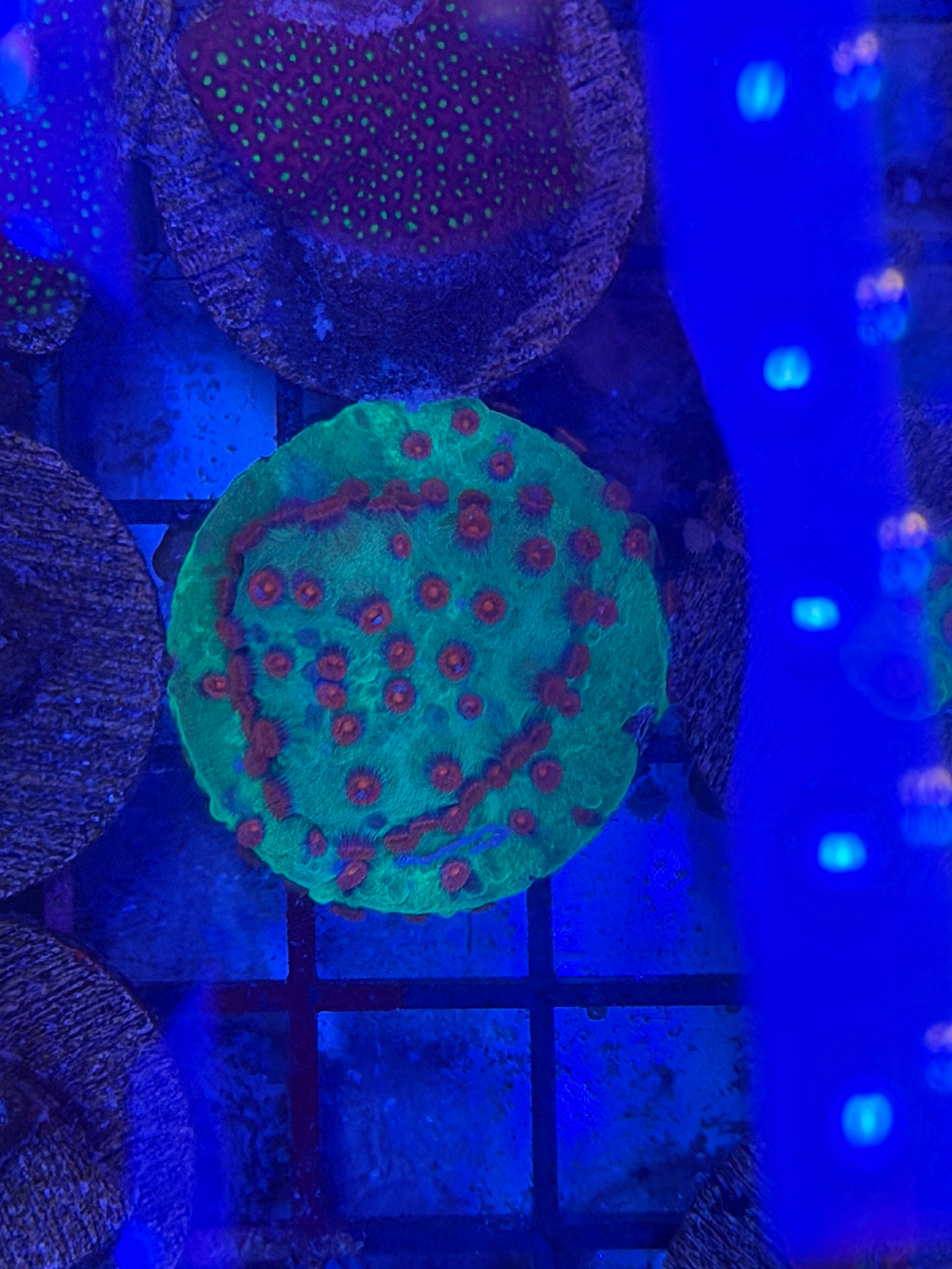 Cyphastrea