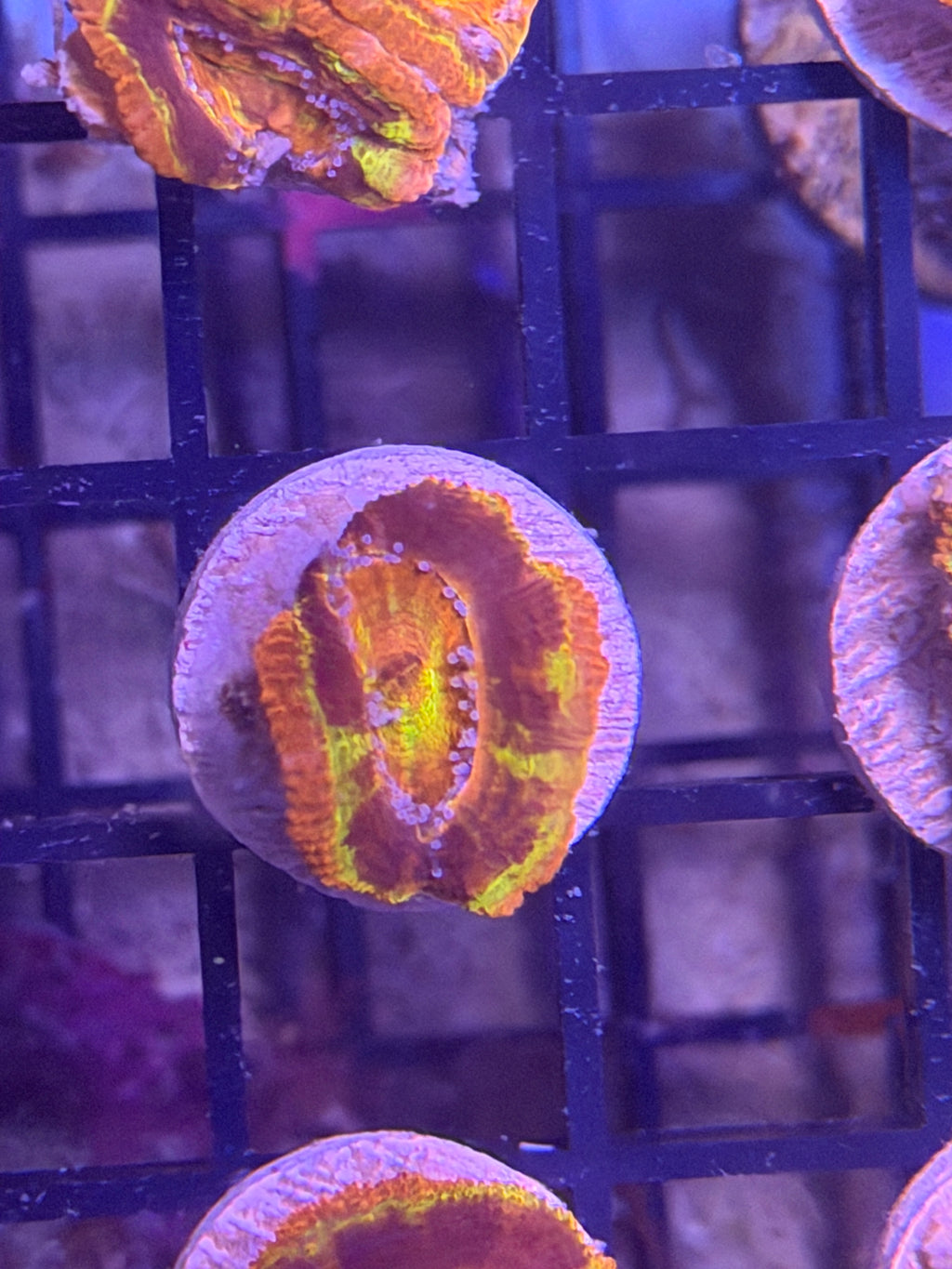 Black Hole Sun Acan - Acanstrea - Micromussa