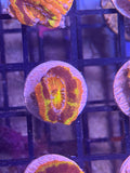 Black Hole Sun Acan - Acanstrea - Micromussa