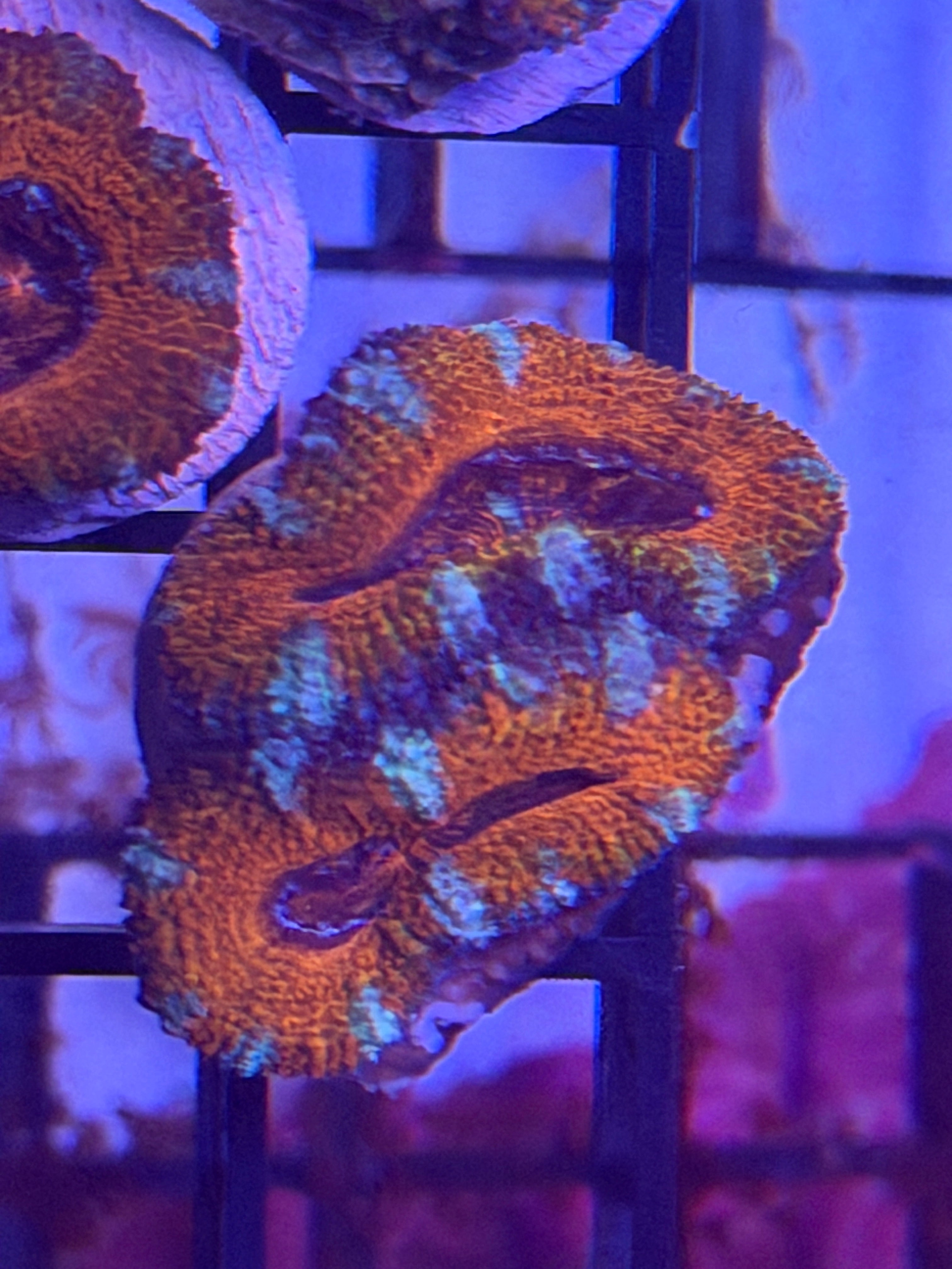 Red/Green Acan