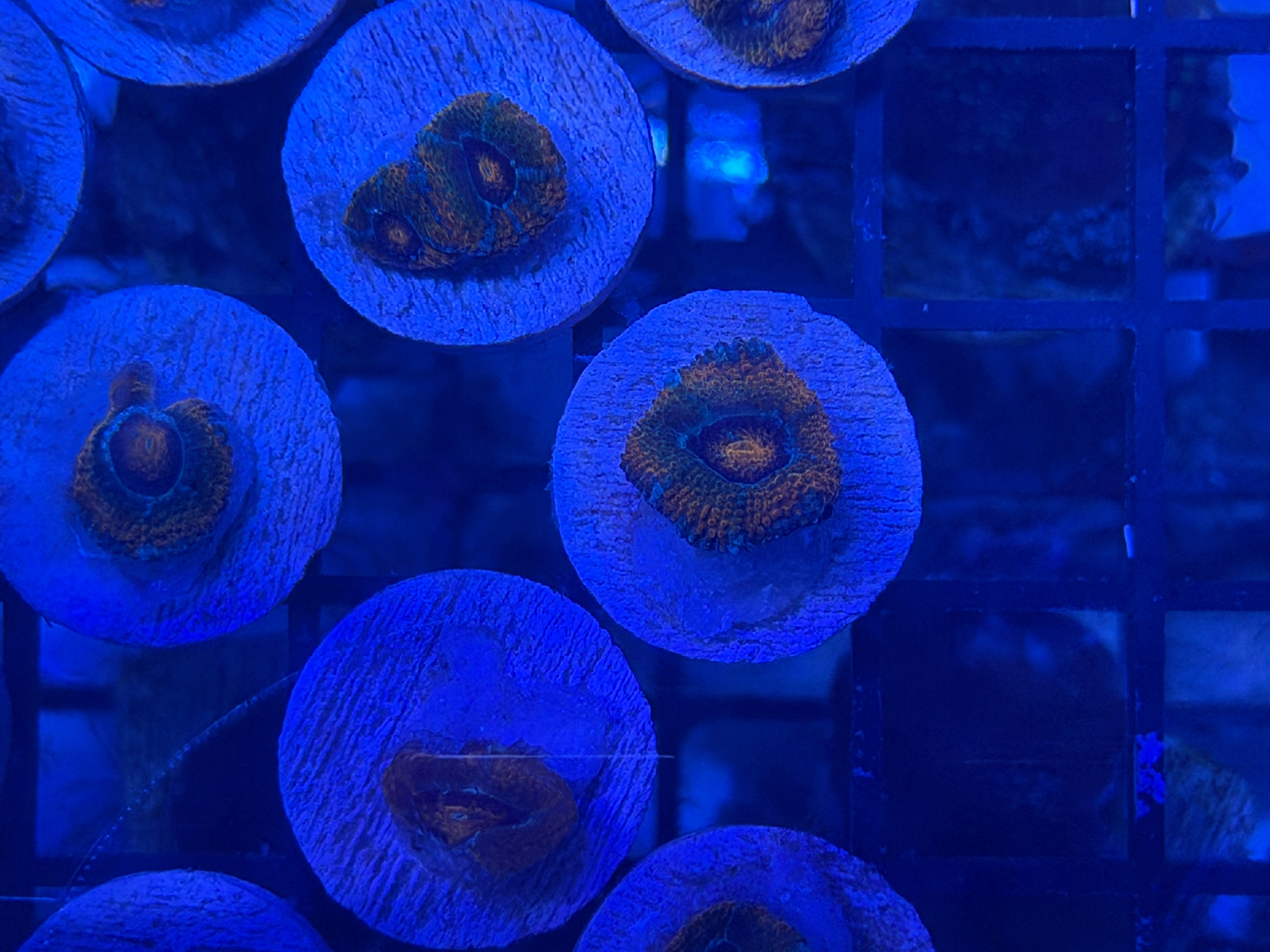 Holy Grail Acan