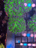 Green/Purple tip Aussie hammer