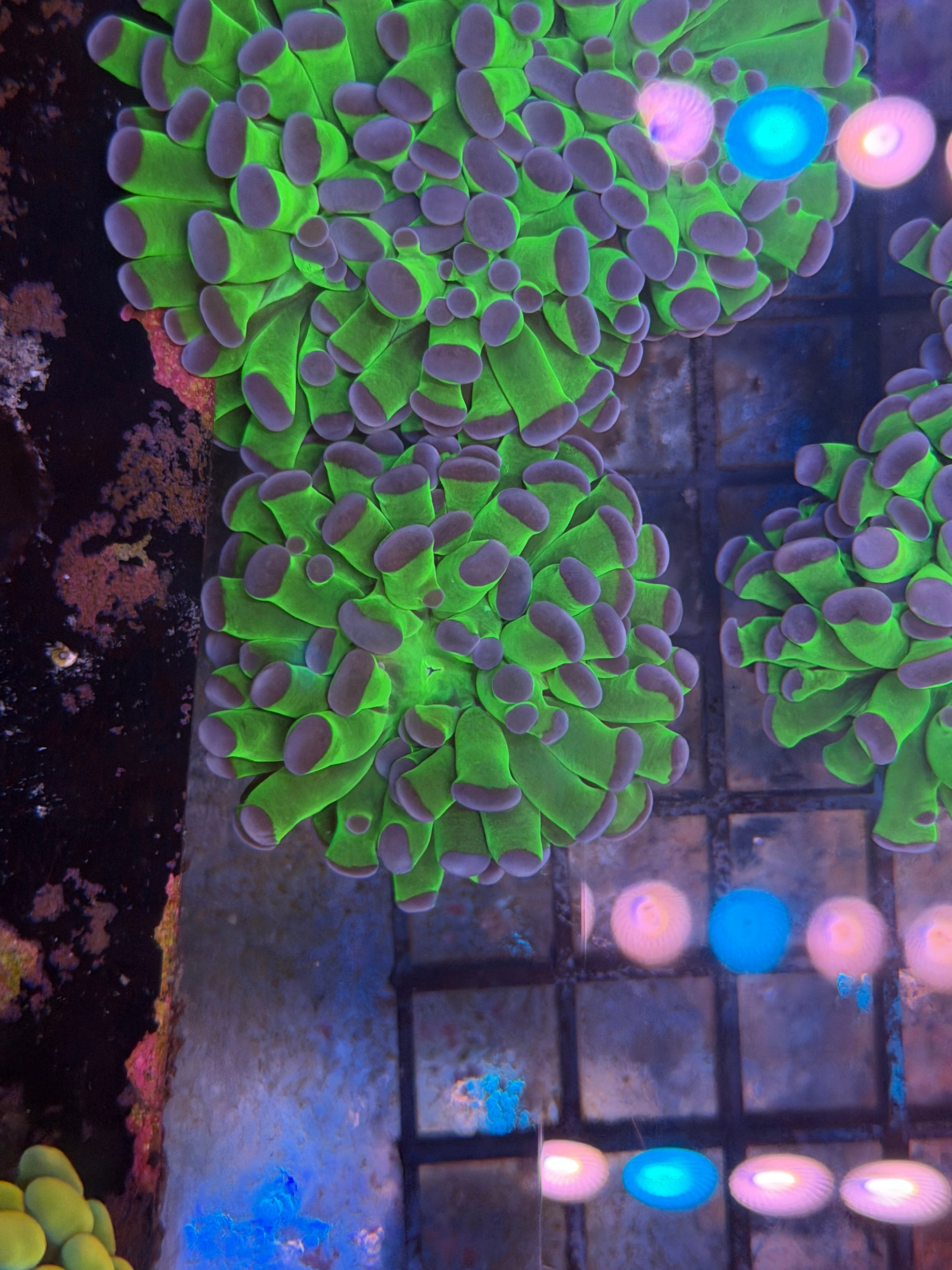 Green/Purple tip Aussie hammer