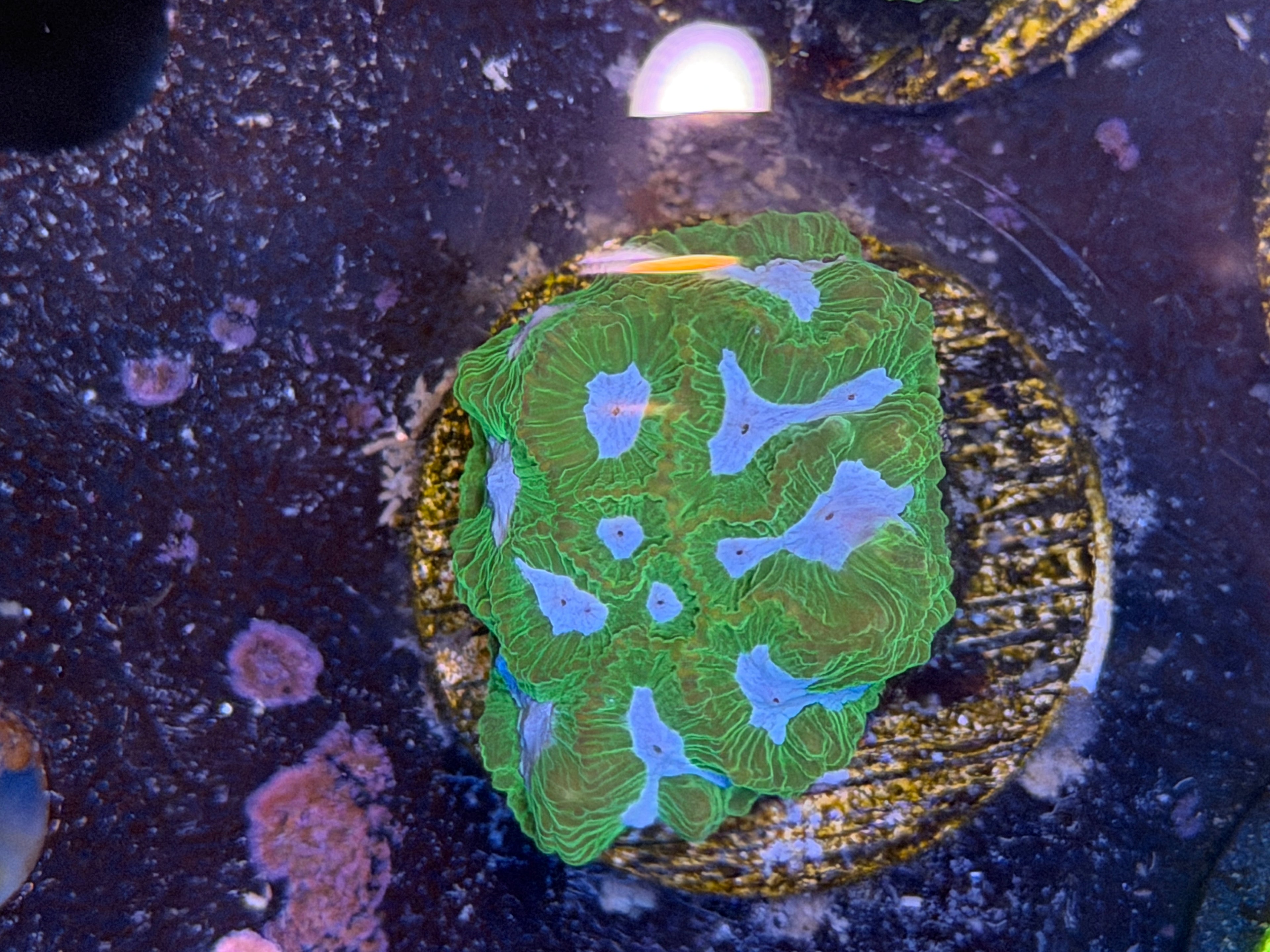 Green/ Frosty blue Favia